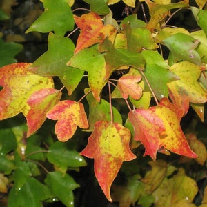 50 x TRIDENT MAPLE trident maple buergerianum seeds fresh seeds with high germination 2023 collected in Sardinia - excellent for bonsai