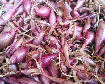 Onion bulbs Tropea rossa long Allium cepa 21 - 24 mm onion sowing bulbs