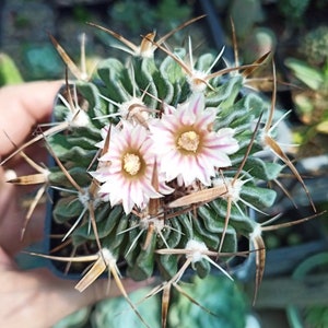 50 x Stenocactus multicostatus echinofossilocactus kaktusfrön frön färska 2024 - Suckulentväxt