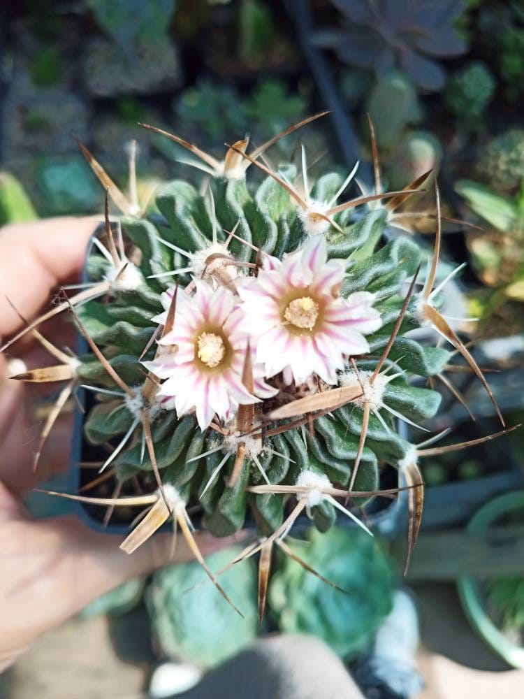 50 x Stenocactus multicostatus echinofossilocactus Cactus Seeds Seeds fresh 2024 - Plant Succulent
