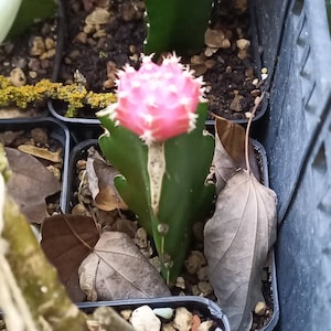 25 x Hylocereus enting mix Pitaya Dragon fruit plant dragon fruit snijden &lt;20 cm enten stam Maan cactus