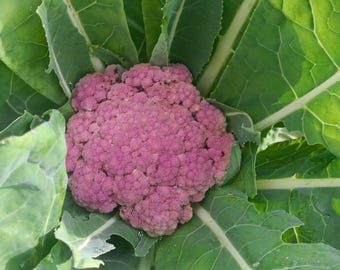 Fresh Organic PURPLE CAULIFLOWER Seeds CABBAGE Ancient Variety. Old variety Self-Produced Fertile and Reproducible from Natural Agriculture
