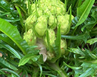 Fresh seeds CATALONIA CHICORY PUNTARELLE Asparagus Cichorium intybus Ancient Variety. Old variety Self-Produced Frtile and Reproducible