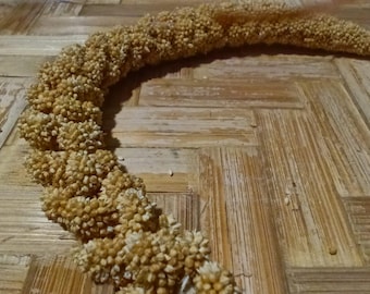 Domestic Panic Seeds grown in Italy, fresh seeds Ancient Variety. Old variety Self-Produced Fertile and Reproducible Natural Agricult