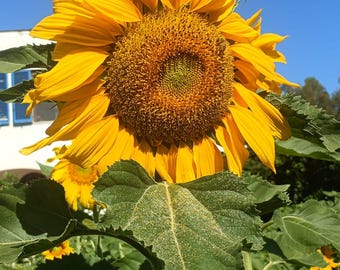 Organic Fresh LARGE SUNFLOWER Seeds Rare fresh seeds Ancient Variety. Old variety Self-Produced Fertile and Reproducible from Natural Agri
