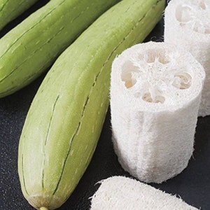30 x Jätte LUFFA Frön Grönsakssvamp Grönsakssvamp Pumpa Squash Zucchini Vine