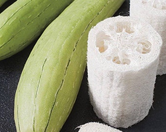 30 x Giant LUFFA Vegetable Sponge Vegetable Sponge Pumpkin Squash Zucchini Vine Seeds