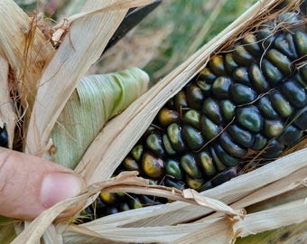 Organic BLUE GREEN CORN Corn fresh seeds Ancient Variety. Old variety Self-Produced Fertile and Reproducible from Natural Agriculture