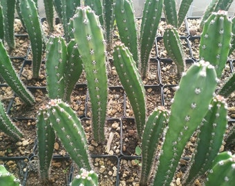 3 x HARRISIA JUSBERTII cactus 13 cm cutting grafting stock rootstock