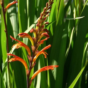 Chasmanthe floribunda African Flag red flower Iris seeds fresh seeds with high germinability - flower