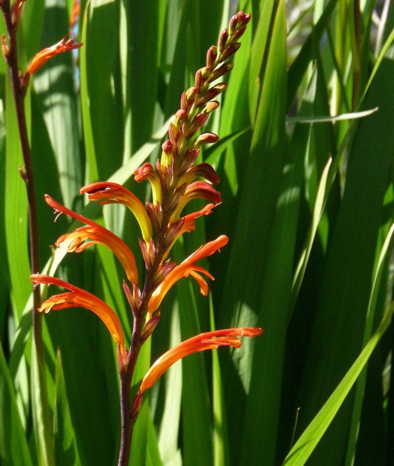 Chasmanthe floribunda African Flag red flower Iris seeds fresh seeds with high germinability flower image 1