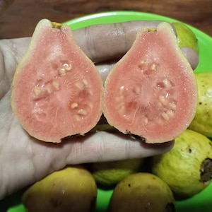 25 x GUAVA ROSA psidium guajava apple seeds fresh seeds high germination 2024 grown in Sardinia