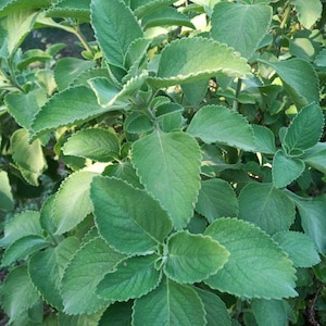 5 x Boldo Brazilian Coleus Plectranthus barbatus cuttings plant 20 cm fast rooting - cuttings plants BOLDUS blue flowers