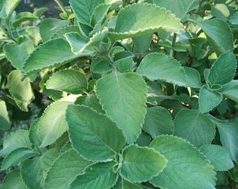 5 boutures de Coleus barbatus (Plectranthus barbatus) de Boldo, 20 cm, à enracinement rapide, fleurs bleues.