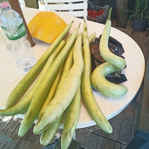 Cucuzza serpent of Sicily Lagenaria siceraria zucchini Vegetable pumpkin squash organic vegetable calabash bottle gourd edible