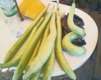 Cucuzza serpent of Sicily Lagenaria siceraria zucchini Vegetable pumpkin squash organic vegetable calabash bottle gourd edible