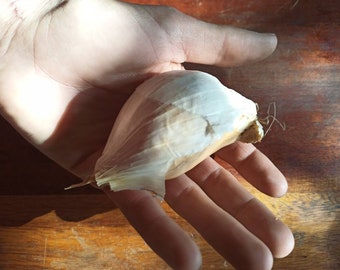 Cloves and Heads of Giant Elephant Garlic, ancient variety, natural cultivation, self-produced.