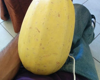 Fresh SPAGHETTI Pumpkin Seeds variety propagated in Sardinia fresh seeds fresh seeds- food gardening pumpkin 2026