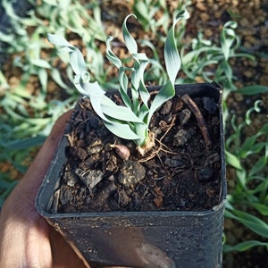 PLANT Albuca Concordiana yellow/green flower PLANT Succulent bulbous plants in 7 cm pot