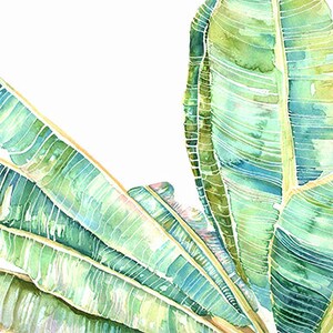Op de afbeelding: Waterverf schilderij van bananenbladeren in tinten van groen en blauw. De bladeren zijn in een waaier vorm gerangschikt, met de toppen van de bladeren die naar de bovenkant van de afbeelding wijzen.