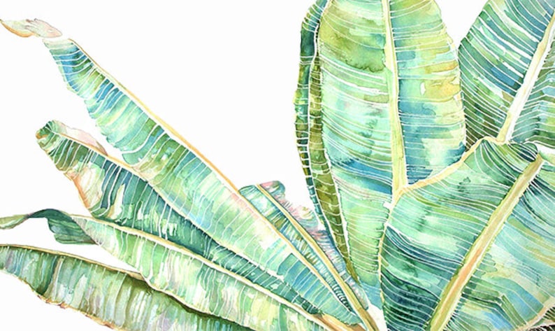 Op de afbeelding: Waterverf schilderij van bananenbladeren in tinten van groen en blauw. De bladeren zijn in een waaier vorm gerangschikt, met de toppen van de bladeren die naar de bovenkant van de afbeelding wijzen.