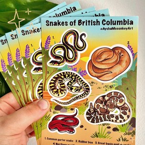 May include: A hand holding a stack of stickers depicting various snakes of British Columbia. The stickers feature colourful illustrations of different snake species, with the text "Snakes of British Columbia" and artist's name.