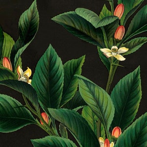 May include: A botanical illustration of a flowering plant with green leaves and red buds against a black background.