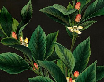 Lemon & Lime Botanical Canvas Print: Antique Kitchen Wall Art with Oak Hanger