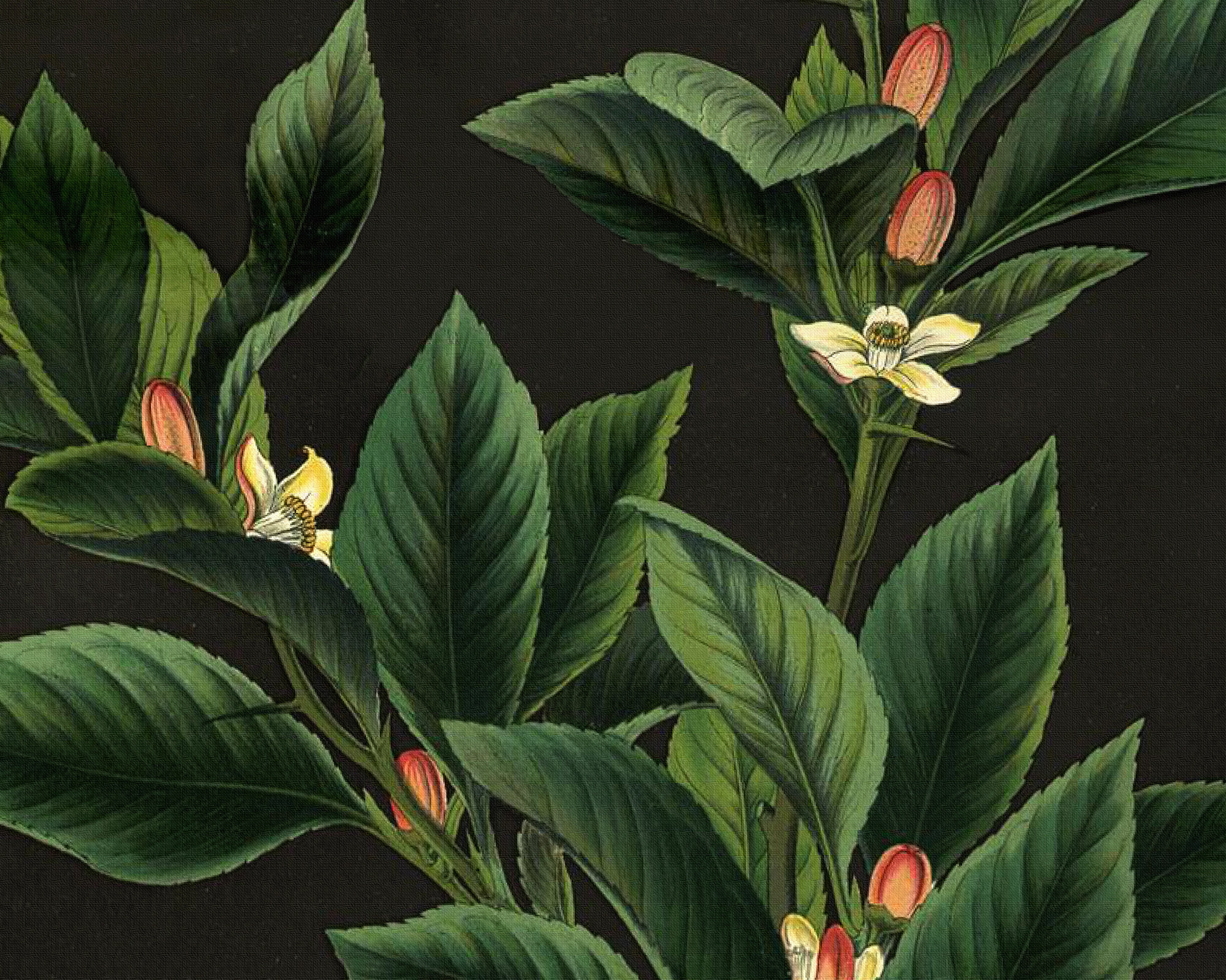 Lemon & Lime Botanical Canvas Print: Antique Kitchen Wall Art With