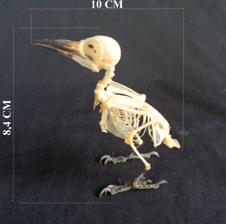 Pelatuk Taxidermy Woodpecker Dinopium Javanense Skeleton Home Living Taxidermy Curiosities Dalasmaker Se
