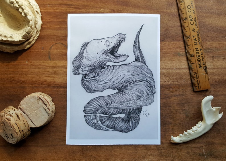 Moray Eel / 5 X 7 Matte Fine Art Print / Strange / Surreal / Etsy