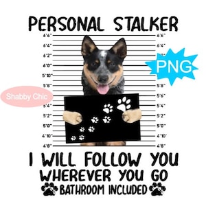 Blue Heeler PNG, niebieski Heeler sublimacji, australijski pies pasterski, niebieski heeler clipart, wzory sublimacji psów, koszula dla psów PNG, kubek dla psów PNG