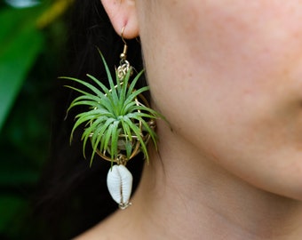 24K Gold Air Plant Earrings • Living Orb Statement Jewelry