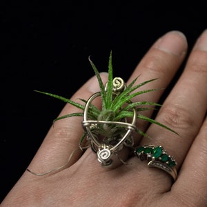 May include: A unique silver ring holds a small air plant with green leaves. The ring has a decorative wire design and is worn on a hand. Another ring with green stones is also visible.