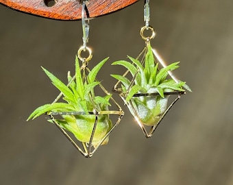 Living Air Plant Earrings · Interchangeable Plant · Crystal