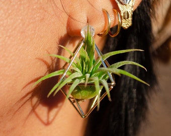 Air Plant Stud Earrings ~ Mini Octahedron Studs Minimalist Geometric · Eco Friendly Jewelry · Sustainable Earrings · Boho Hippie Jewelry