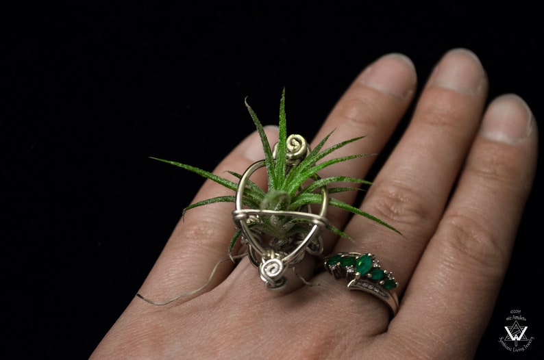 May include: A unique silver ring holds a small air plant with green leaves. The ring has a decorative wire design and is worn on a hand. Another ring with green stones is also visible.