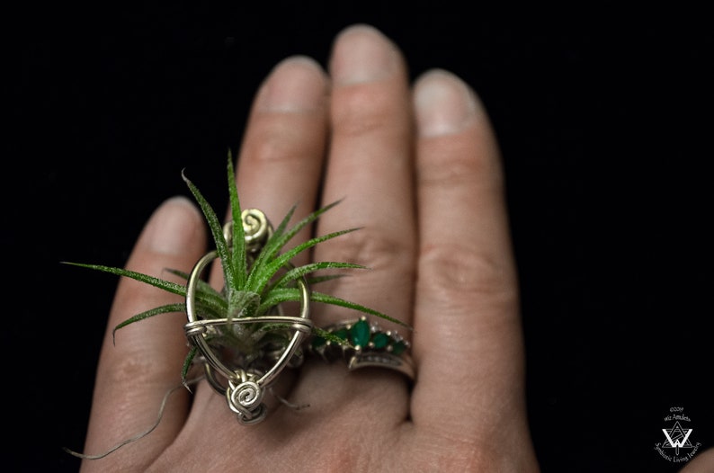May include: A unique ring featuring a small air plant nestled within a silver-toned wire frame. The ring showcases a delicate design with spiraled accents and a vibrant green plant, creating a miniature garden on the finger. A second ring with green stones is also visible.