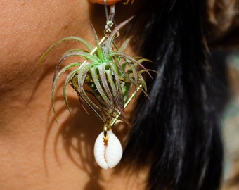 Air Plant Earrings · Cowrie Shell · Octahedron Minimalist Geometric Plant Jewelry · Eco Friendly Jewelry · Sustainable Earrings · Hippie
