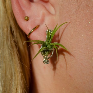 Pendientes de planta de aire viviente · Joyería minimalista geométrica con diseño de terrario en plata 925 · Regalos únicos para amantes de la naturaleza para ella