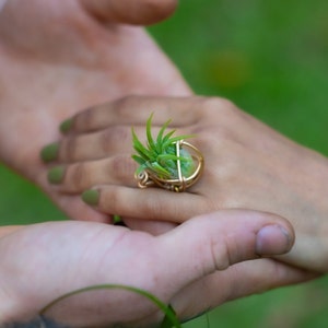 May include: A gold-toned ring featuring a small, vibrant green air plant. The ring's design includes a wire cage around the plant, creating a unique and naturalistic piece of jewelry. The ring is shown on a hand with green nail polish.