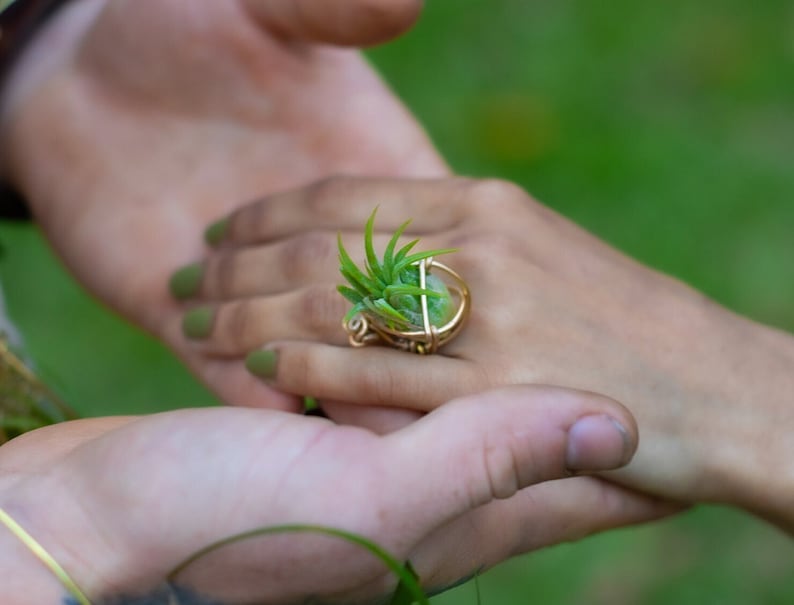 May include: A gold-toned ring featuring a small, vibrant green air plant. The ring's design includes a wire cage around the plant, creating a unique and naturalistic piece of jewelry. The ring is shown on a hand with green nail polish.