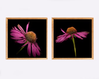 Purple flower, Daisy Flower,art print,print set, fine art, square print, bedroom decor, gift for her, office decor