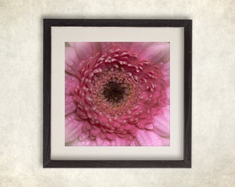 Pink Daisy Flower,art print,floral art, fine art photography, square print, pink print,gift for her, gift for mom, bedroom decor, canvas art