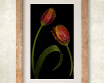 Tulip photograph,art print,canvas print, red flower print,yellow floral photo, home decor, office wall art, gift for her,vertical print