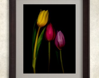 Flower Art,Tulip Photograph,Canvas art, tulip picture ,black background,home decor,wall decor,vertical print,office art,gift for her