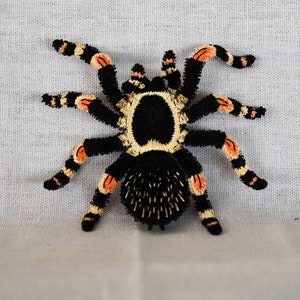 Rote Knie-Vogelspinne