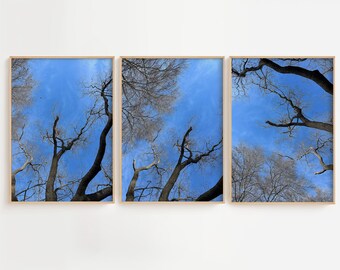 Tree Branches Wall Art Set of 3 | Minimalist Blue Sky Nature Print