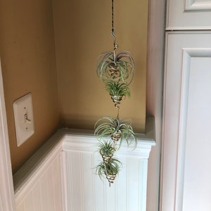 Solid Brass spiral air plant hanger / 5 spirals air plant holder / hanging air plant holder / multiple air plant holder