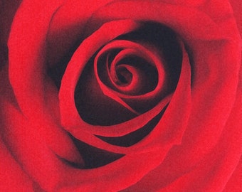 The Rose